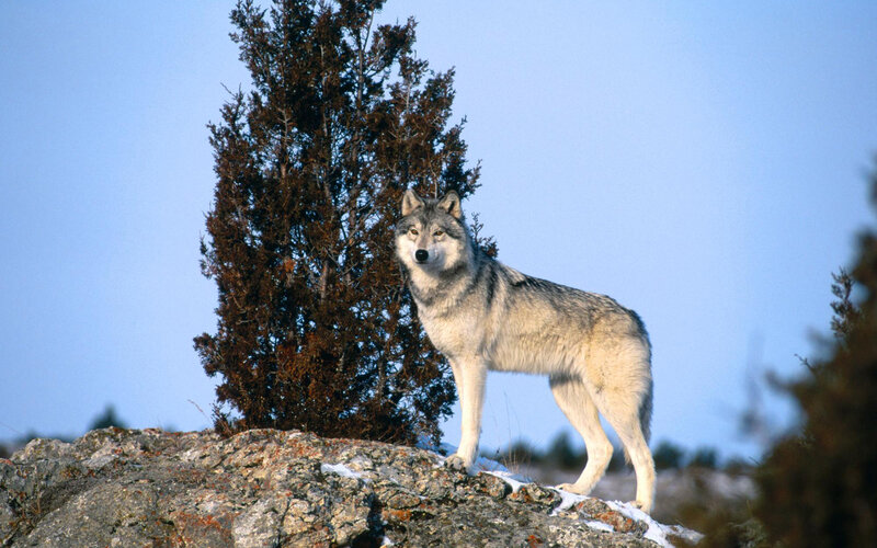 Gray Wolf on Rock — Alert, Afternoon