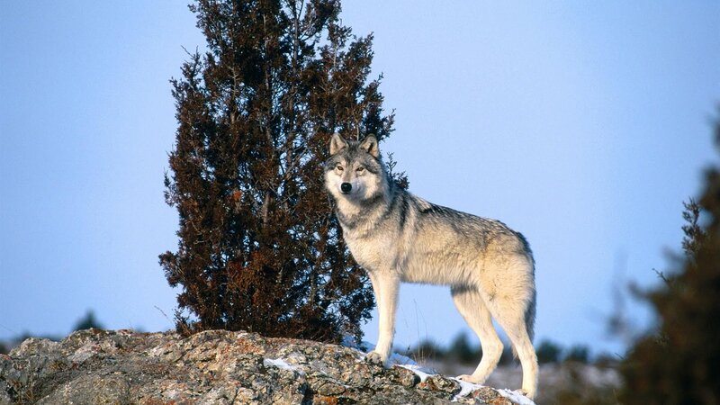 Gray Wolf on Rock — Alert