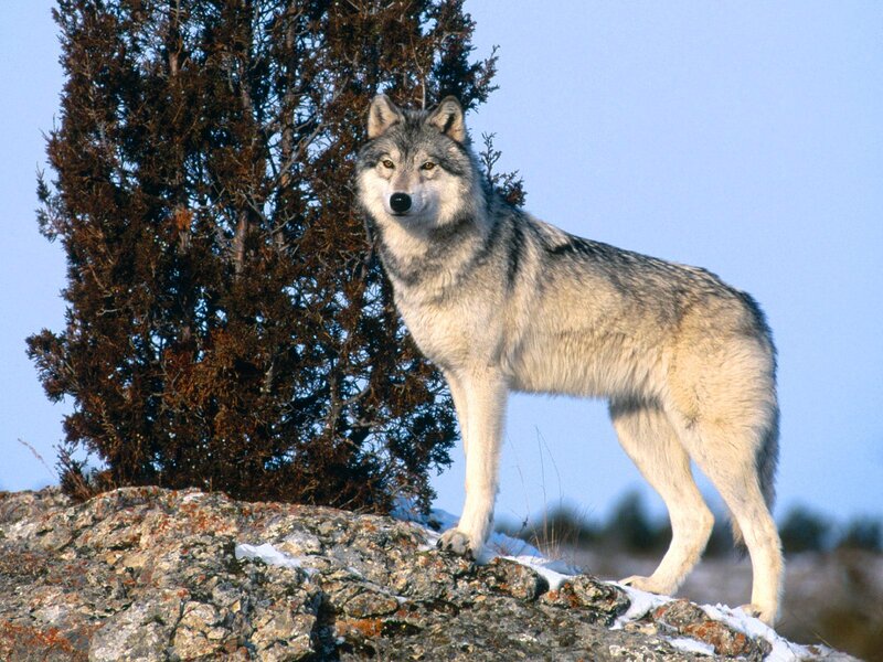 Gray Wolf on Rock — Alert, Winter