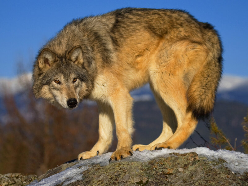 Gray Wolf on Rock — Blue, Alert
