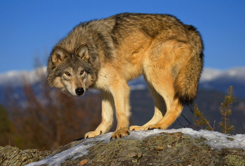 Gray Wolf on Rock — Blue, Alert, Winter