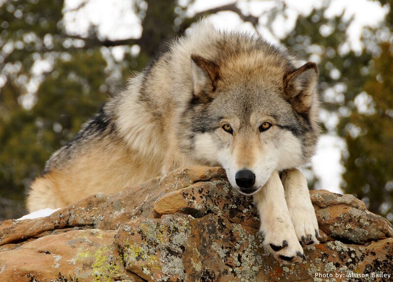 Gray Wolf on Rock — Calm
