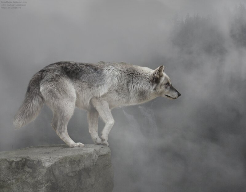 Gray Wolf on Rock — Dramatic