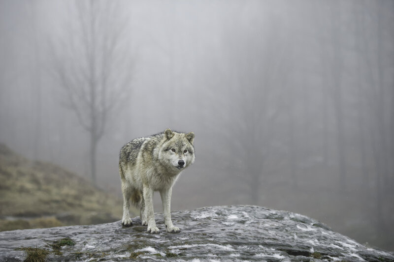 Gray Wolf on Rock — Misty