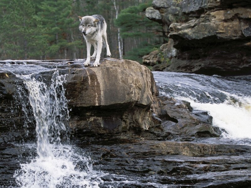 Gray Wolf on Rock — Natural, Afternoon