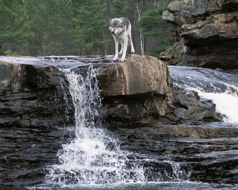 Gray Wolf on Rock — Natural