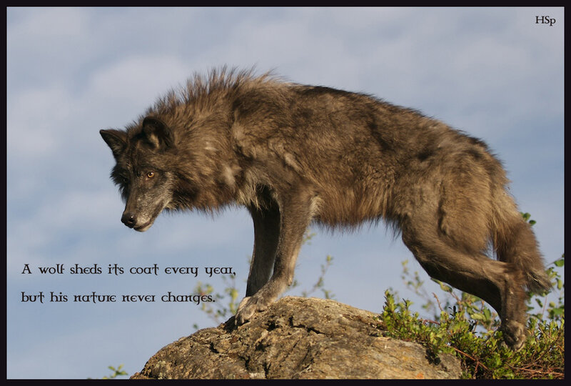 Gray Wolf on Rock — Serene