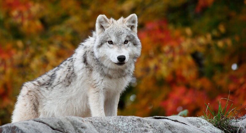 Gray Wolf on Rock — White