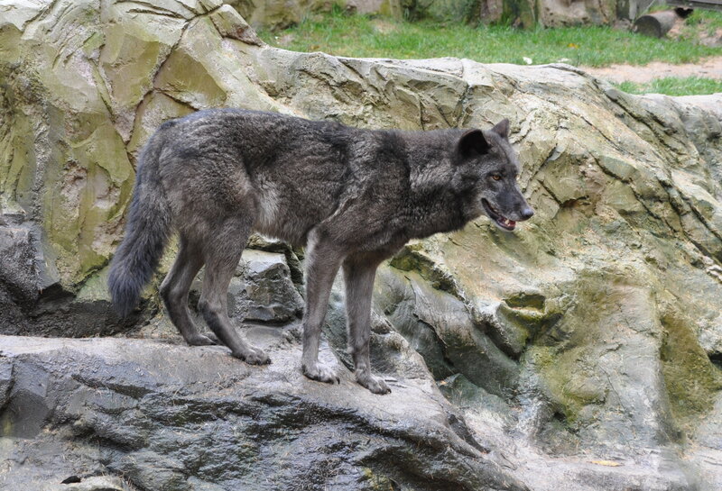 Gray Wolf on Rocks — Alert, Afternoon