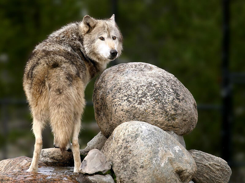 Gray Wolf on Rocks — Alert, Photograph, Forest