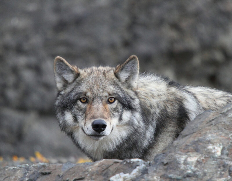 Gray Wolf on Rocks — Alert, Photograph