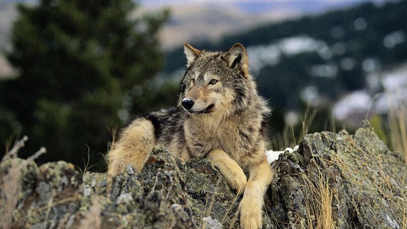 Gray Wolf on Rocks — Alert, Photograph, Trees