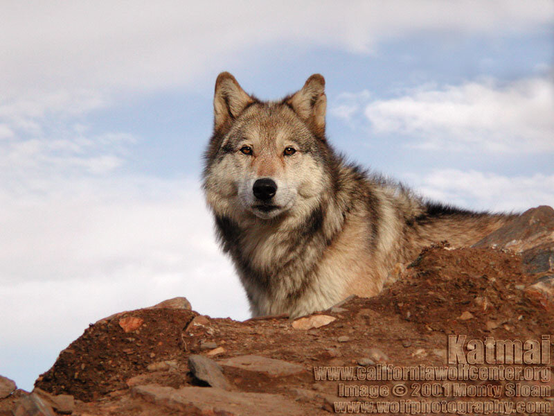 Gray Wolf on Rocks — Brown
