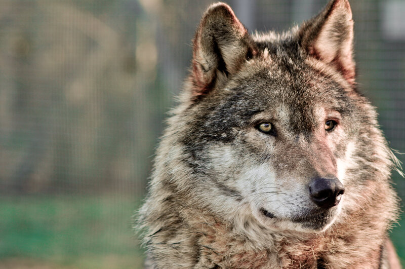 Gray Wolf Portrait — Alert