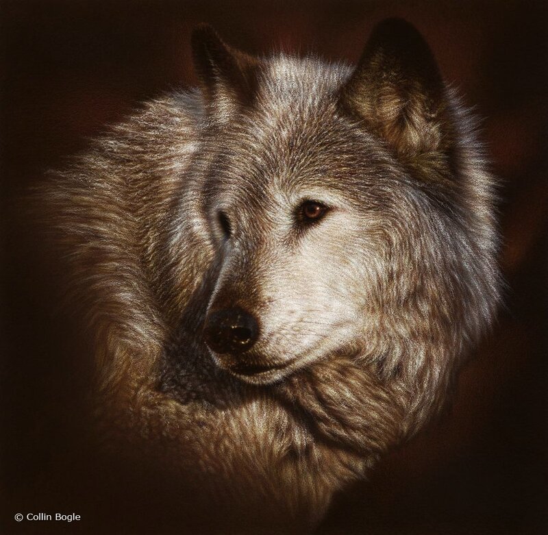 Gray Wolf Portrait — Brown
