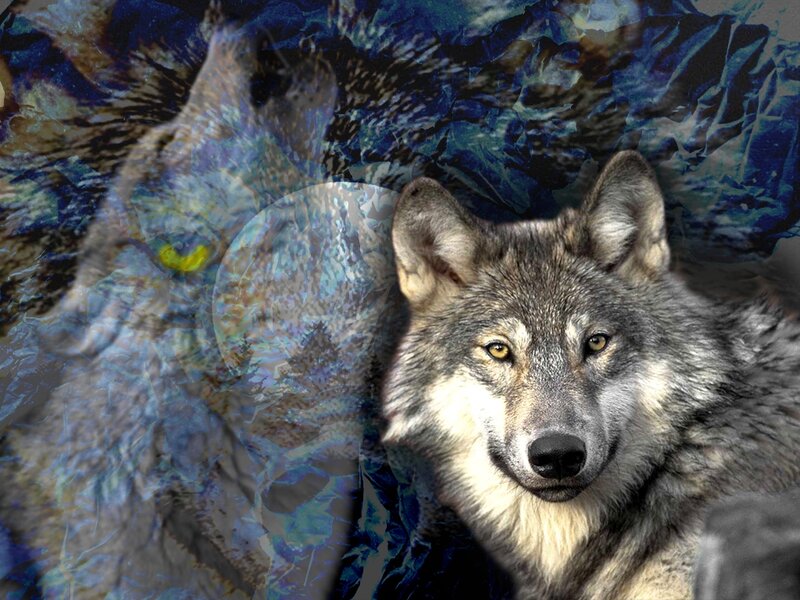 Gray Wolf Portrait — Dramatic