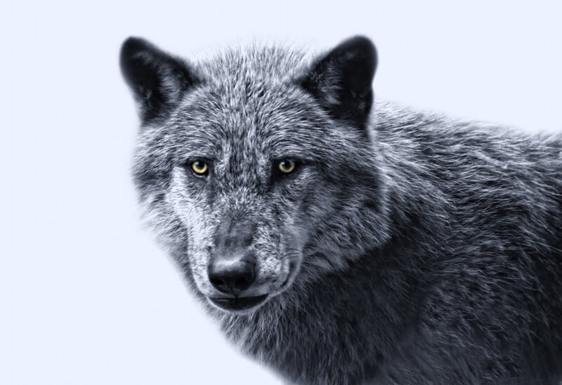 Gray Wolf Portrait — Intense, Photograph