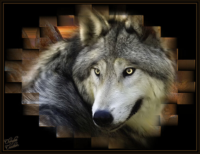 Gray Wolf Portrait — Intense