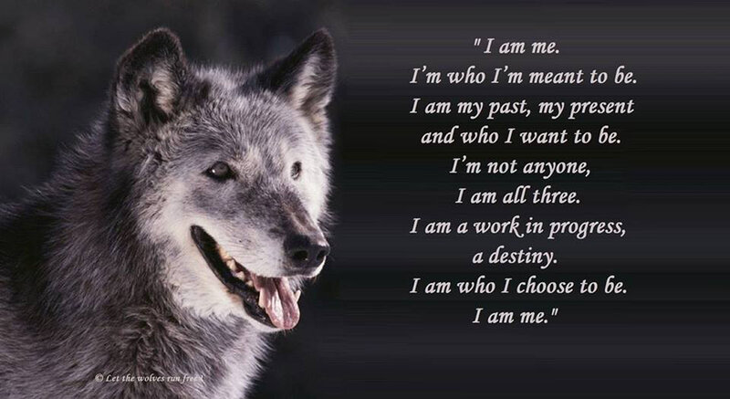 Gray Wolf Portrait — Serious, Photograph, Text