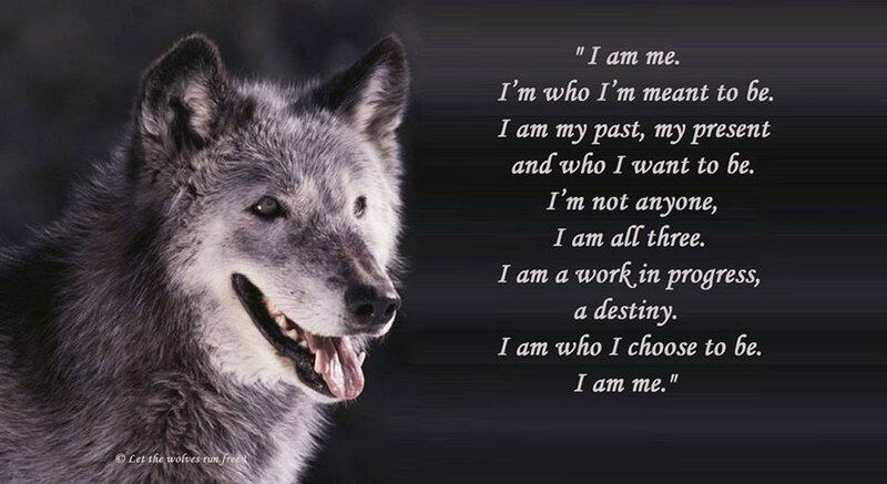 Gray Wolf Portrait — Serious, Photograph