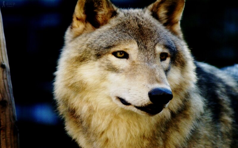 Gray Wolf Portrait — Serious