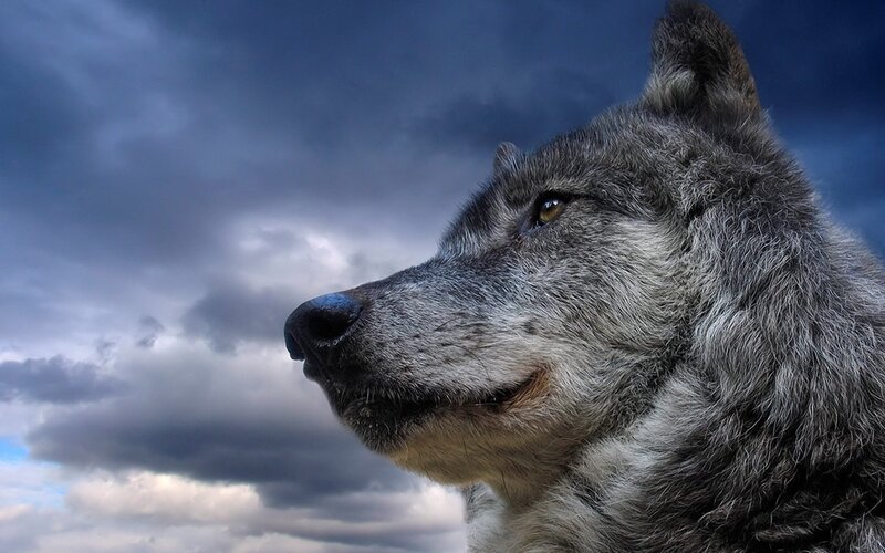 Gray Wolf Profile