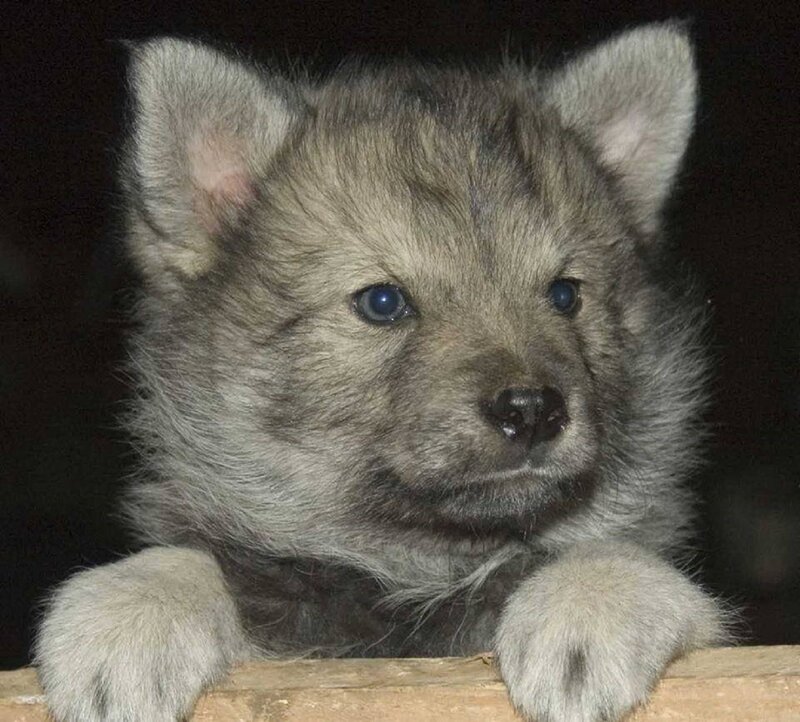 Gray Wolf Pup
