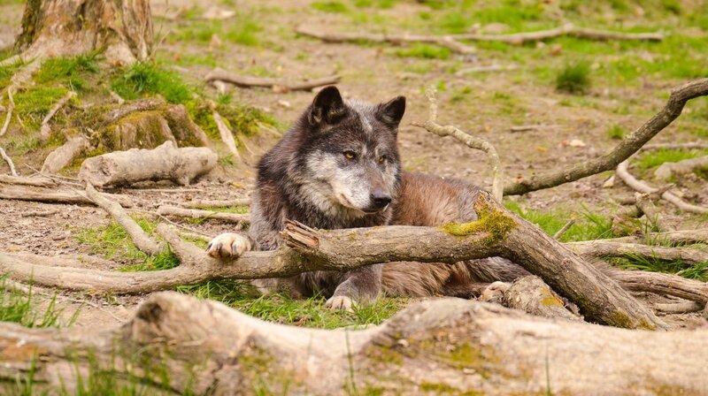 Gray Wolf Resting — Brown, Calm, Spring