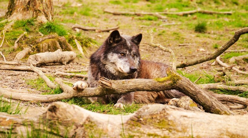 Gray Wolf Resting — Brown, Calm
