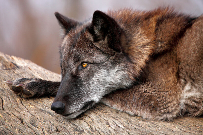 Gray Wolf Resting — Brown