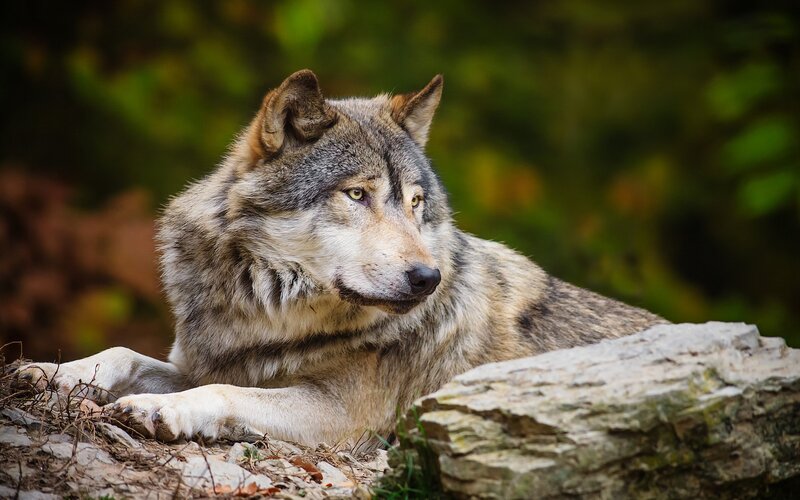 Gray Wolf Resting — Calm, Autumn, Photograph, Rock