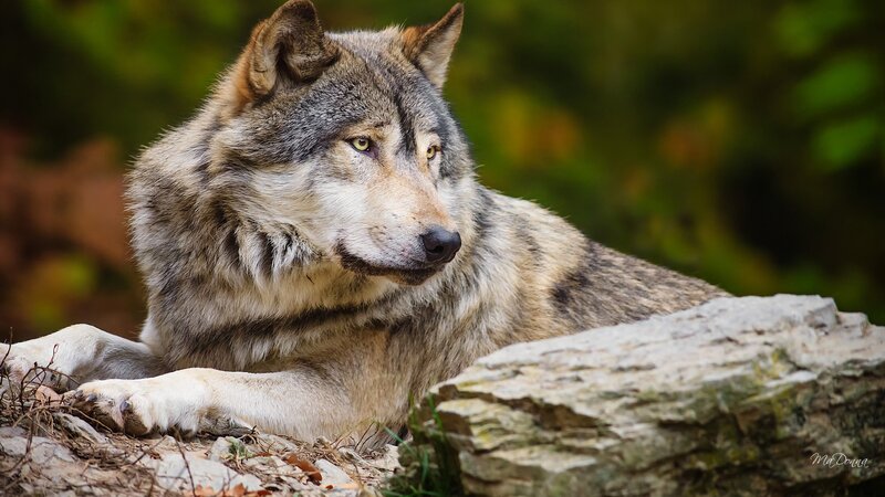 Gray Wolf Resting — Calm, Autumn