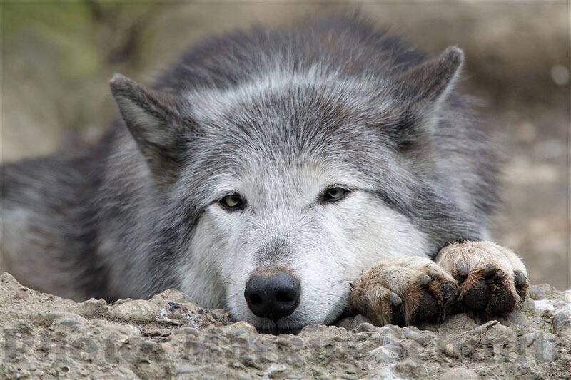 Gray Wolf Resting — Calm, Photograph, Paws