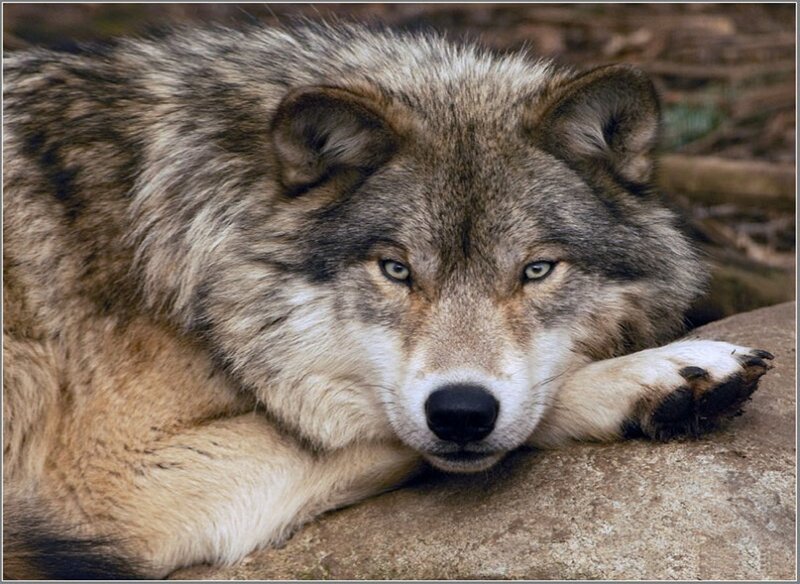 Gray Wolf Resting — Calm, Photograph