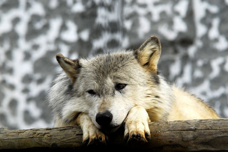 Gray Wolf Resting — Calm