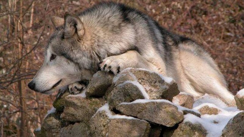 Gray Wolf Resting — Calm, Winter
