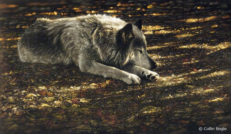 Gray Wolf Resting — Serene