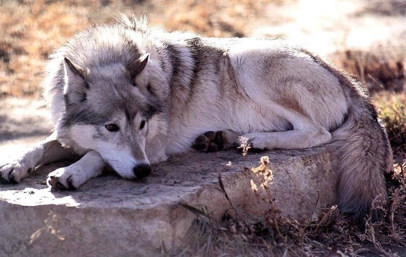 Gray Wolf Resting