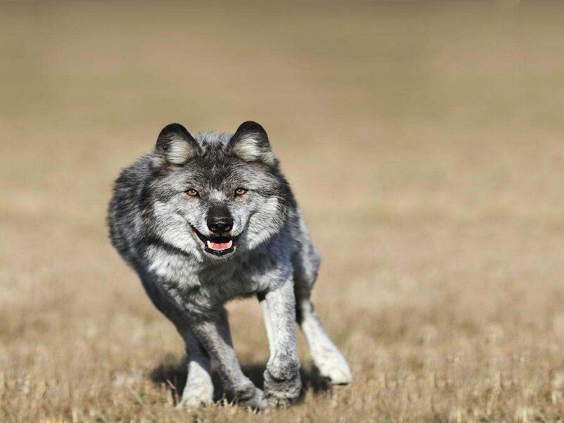 Gray Wolf Running — Alert