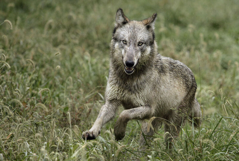 Gray Wolf Running — Green