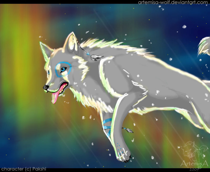 Gray Wolf Running