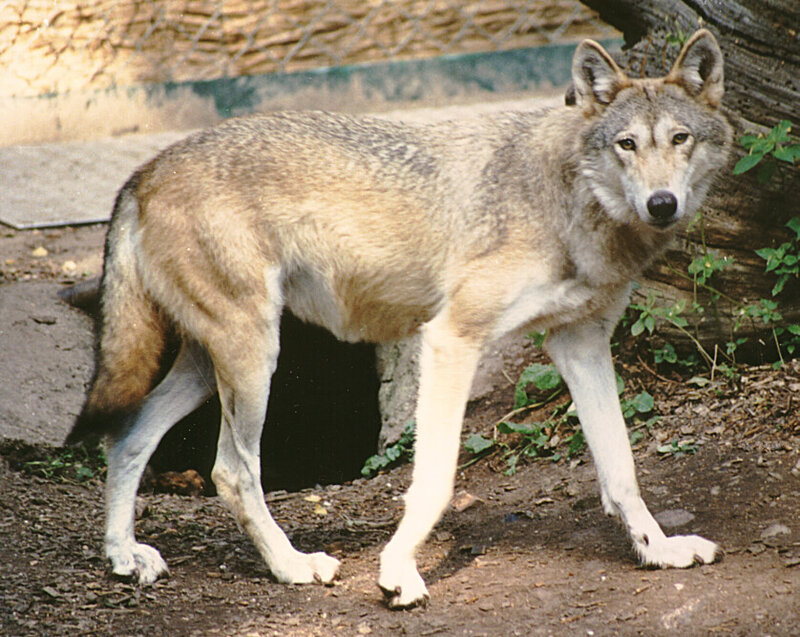 Gray Wolf Standing — Alert, Afternoon, Photograph, Fence