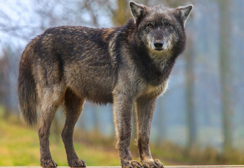 Gray Wolf Standing — Alert, Afternoon, Photograph, Forest, Grass