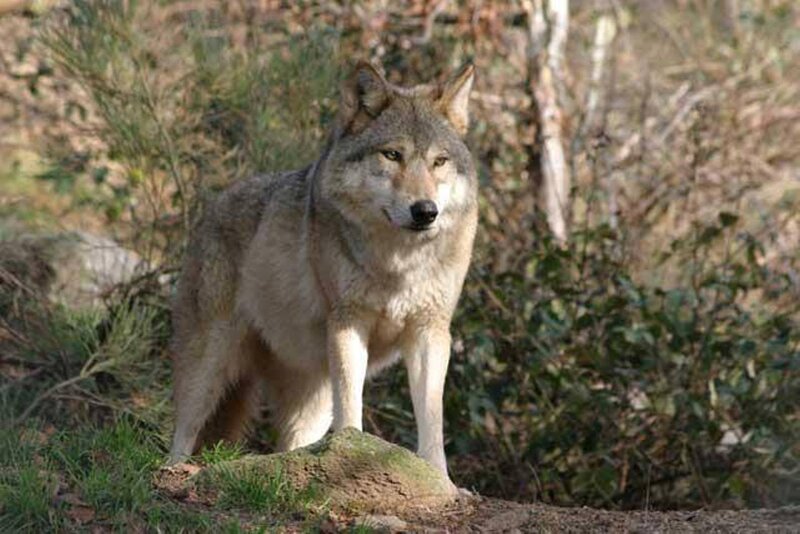 Gray Wolf Standing — Alert, Afternoon, Photograph, Forest