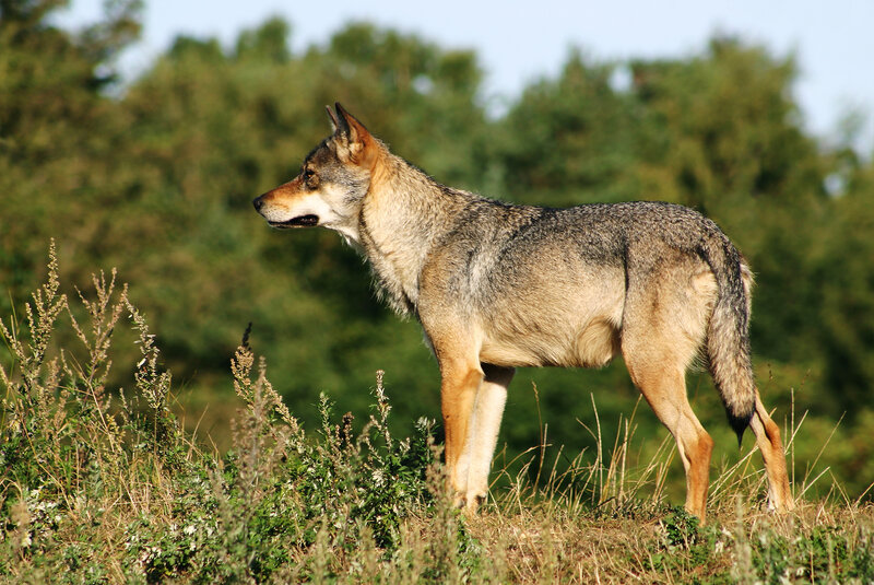 Gray Wolf Standing — Alert, Afternoon, Photograph, Grass