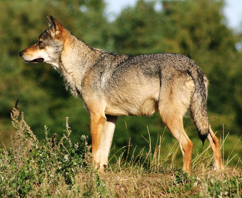 Gray Wolf Standing — Alert, Afternoon, Photograph, Grass, Trees