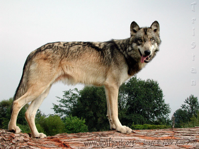 Gray Wolf Standing — Alert, Afternoon, Photograph, Log