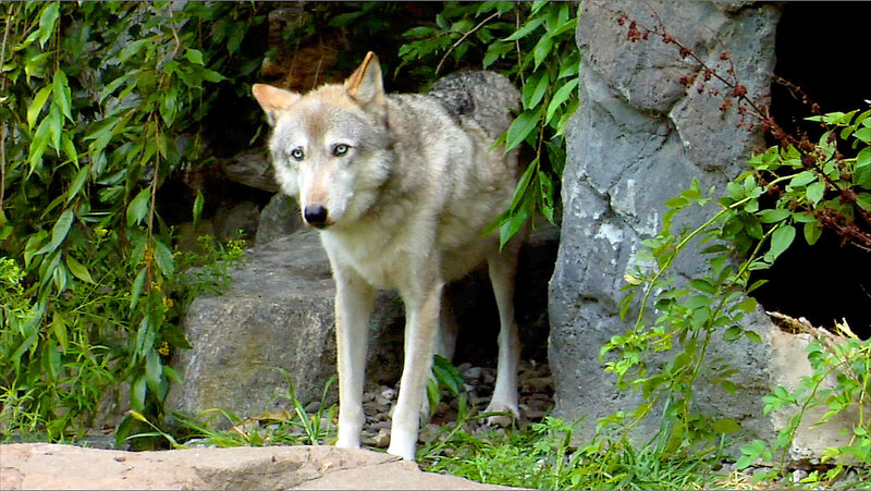 Gray Wolf Standing — Alert, Afternoon, Photograph, Rock