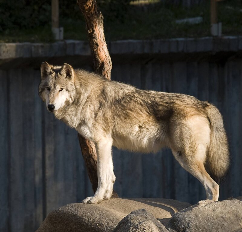 Gray Wolf Standing — Alert, Afternoon, Photograph, Rock, Tree Trunk