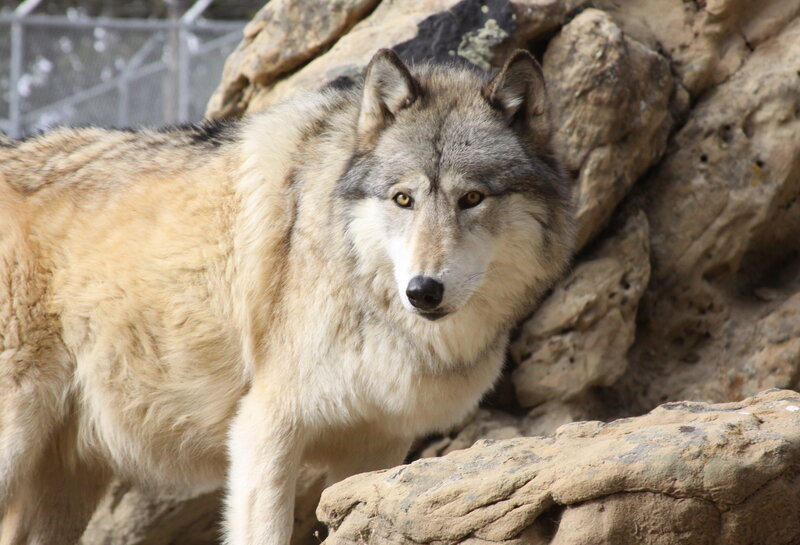Gray Wolf Standing — Alert, Afternoon, Photograph, Rocks, Fence